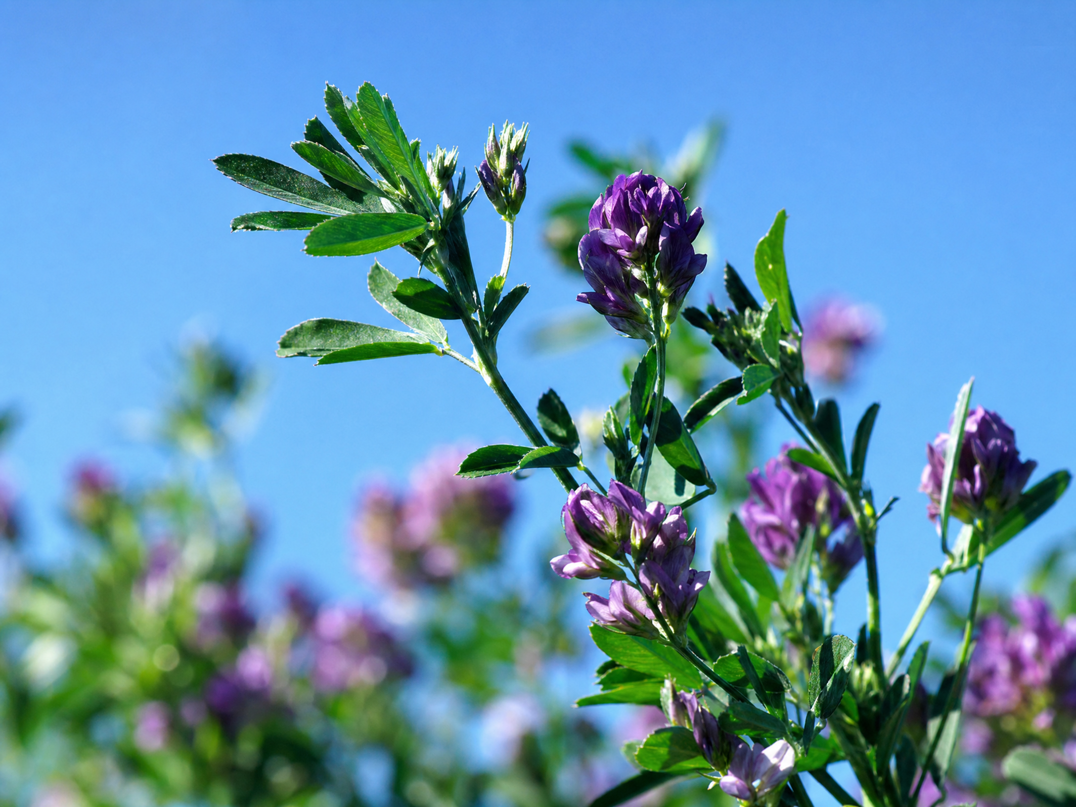 Alfalfa Forage Seed