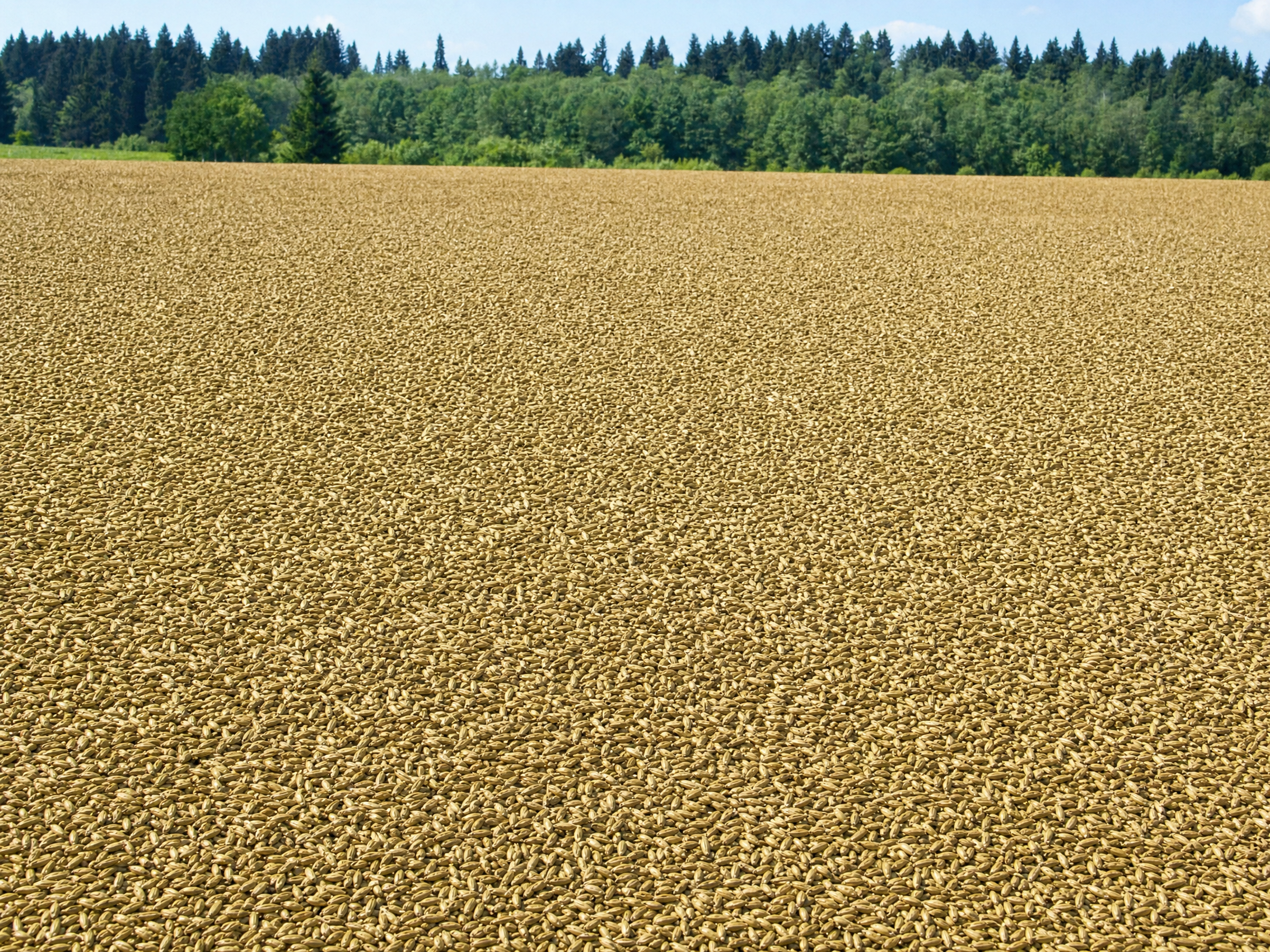 Timothy Crop Contracting